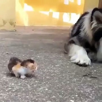 Ce chien et un chaton ont une amitié assez spéciale. Regardez les !