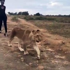 Cette femme marche avec les lions comme une vraie amazone. Admirez la !