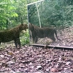 Regardez cette image tellement symbolique et spirituelle quand ce félin se voit dans un miroir !