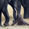 Ce nouveau bébé éléphant se fait aider par sa maman. Trop mimi !