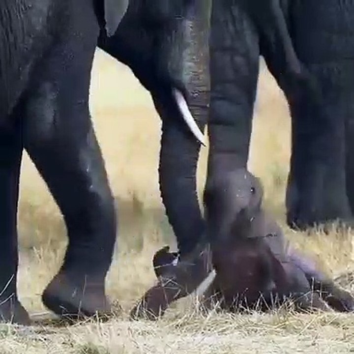 Ce nouveau bébé éléphant se fait aider par sa maman. Trop mimi !