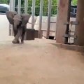 Ce bébé éléphant est trop chou. Regardez le !