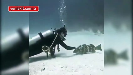 Dalgıcı gören balık kedi gibi kendini sevdirdi