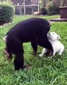 Admirez cette belle amitié entre un singe et une jeune chienne. Trop mimi !