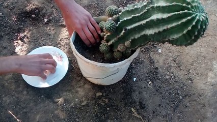 You Will Never Throw Away Eggshells - happen some amazing on my cactus