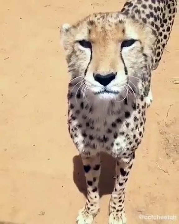 Ce guépard miaule comme un chat. A absolument voir !