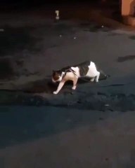 Quand un chien protège un chat des autres chiens. Surprenant !