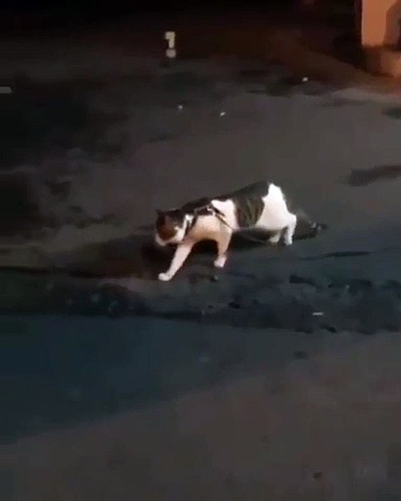 Quand un chien protège un chat des autres chiens. Surprenant !