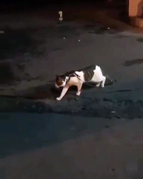 Quand un chien protège un chat des autres chiens. Surprenant !