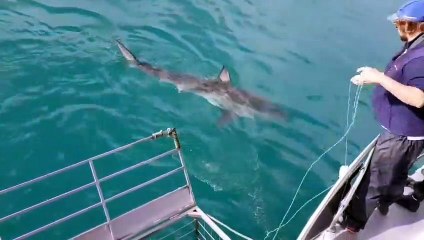 Il se filme dans une cage à requins... effrayant !
