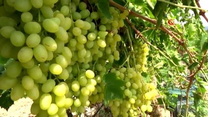 Turfanda üzüm satış fiyatları pazarlıkları başladı