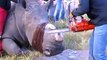 Ces vétérinaires découpent les cornes des rhinocéros pour les protéger des braconniers