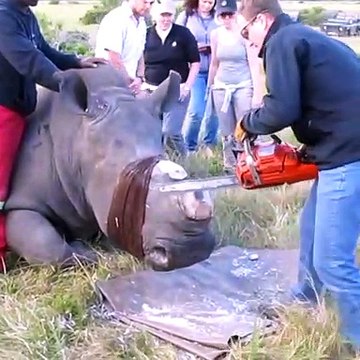 Ces vétérinaires découpent les cornes des rhinocéros pour les protéger des braconniers