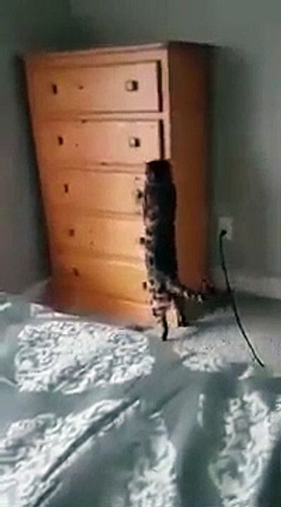 Ce chat se met au dodo... dans le placard