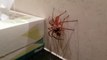 Une araignée capture un gros cafard pour son repas