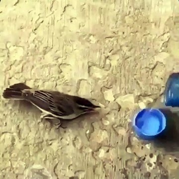 Il donne à boire à un oiseau assoiffé ! Adorable
