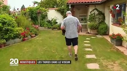 Moustique tigre : comment les autorités gèrent sa prolifération