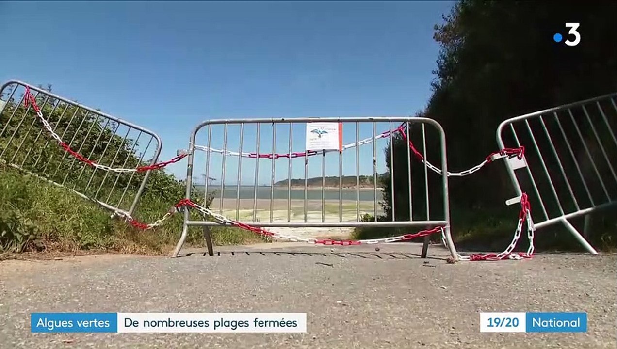 Environnement : de nombreuses plages ferment à cause des algues vertes