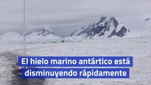 El hielo marino antártico está disminuyendo rápidamente
