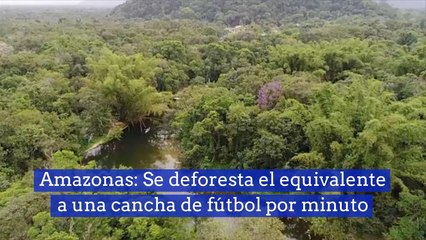 Amazonas Se deforesta el equivalente a una cancha de fútbol por minuto