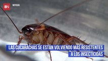 Las cucarachas se están volviendo más resistentes a los insecticidas