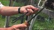 Man Saves Trapped Bird from Netting Wire in Garden