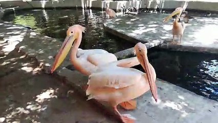 Hungry Hungry Couple Pink Pelican Fight Over Fish