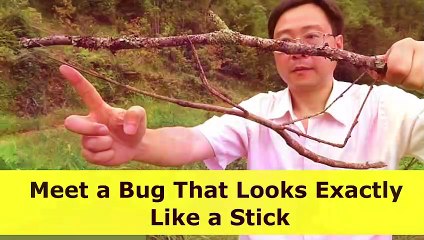 Meet a Bug That Looks Exactly Like a Stick