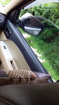 Dozens and Dozens of Adorable Ducks