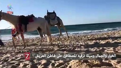 الخيل والجمال وسيلة ترفيه المصطافين على شاطئ العريش