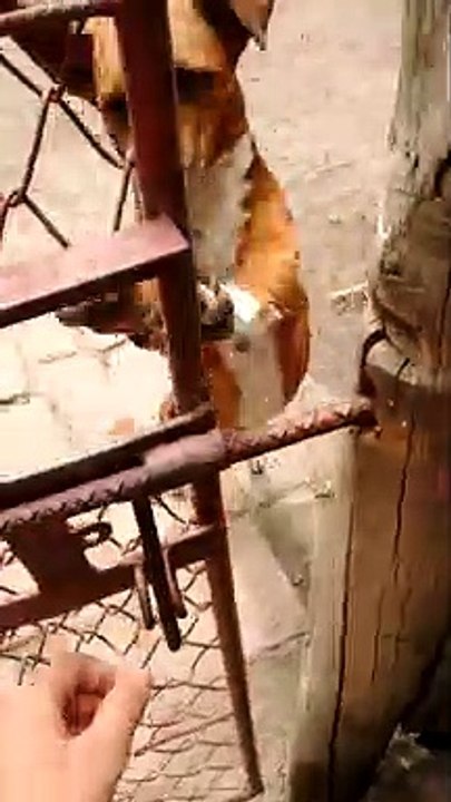 Toby regresa a casa
