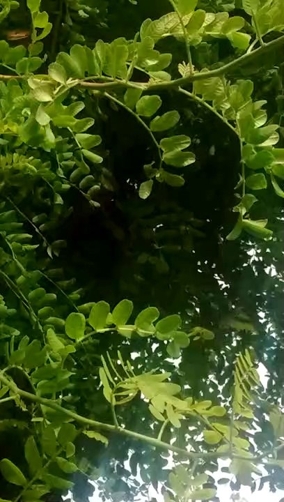 Mi sobrina Angela y su amiguita Valeria, en casa en medio de la naturaleza