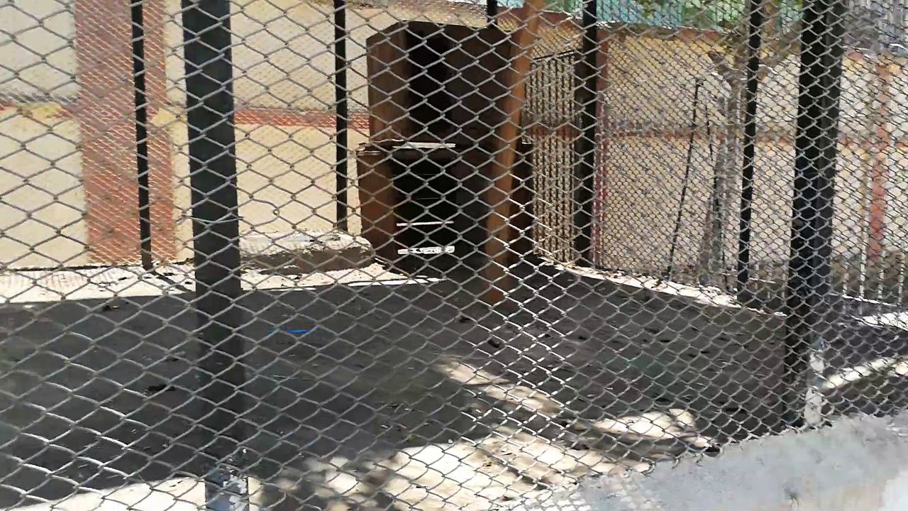 Hungry Chlorocebus aethiops Running Crazy In Cage