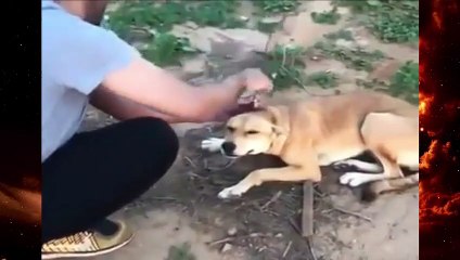 الرحمة لا تأتي إلا من أصحاب القلوب الرحيمة