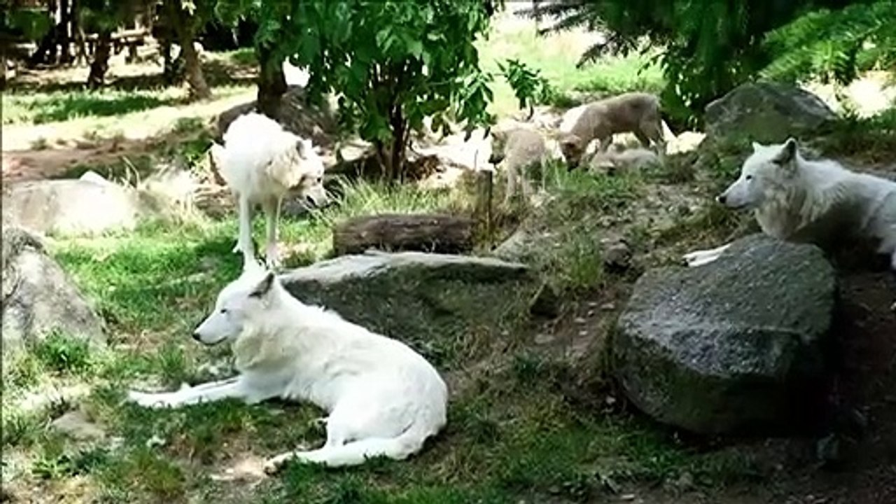 Mandrill, louveteaux... naissances en série au zoo d'Amnéville