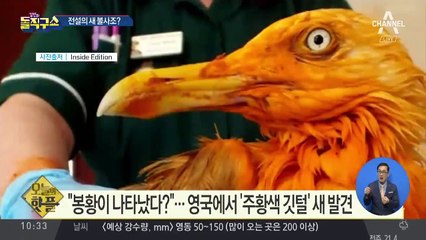 [핫플] “봉황이 나타났다?”…영국에서 ‘주황색 깃털’ 새 발견