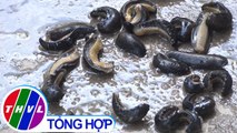 THVL | Sinh vật lạ giống đỉa “tấn công” nhà dân tại Đồng Tháp