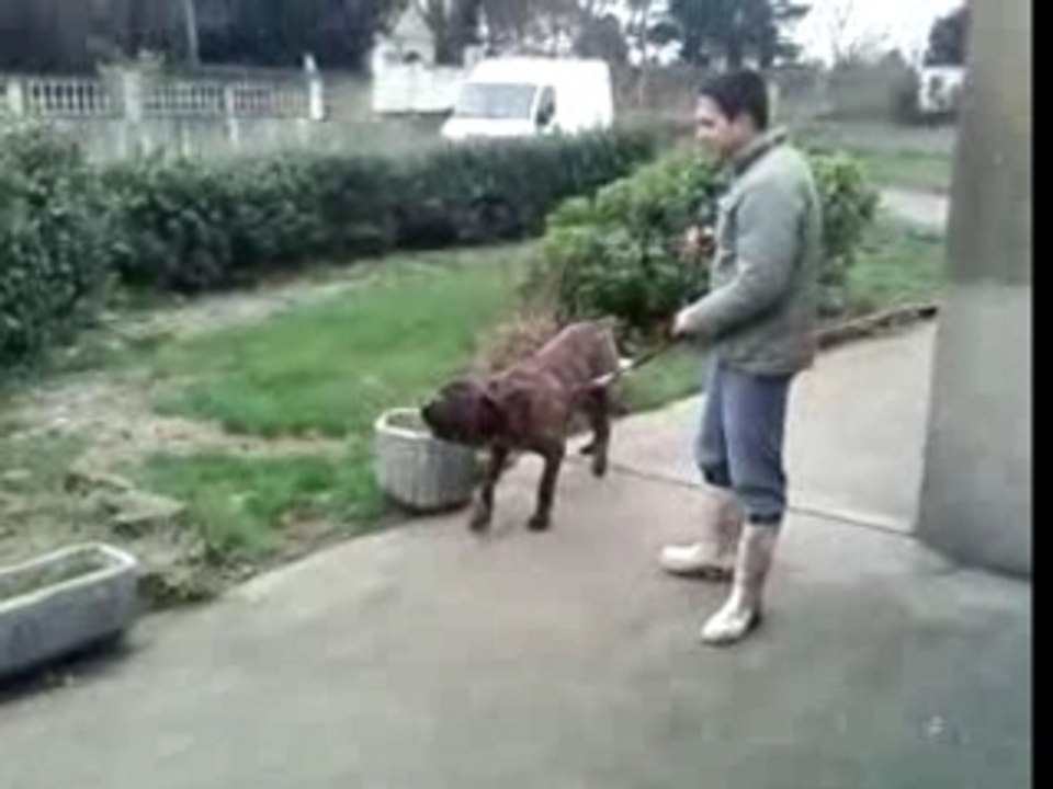 Fila de brasileiro thor