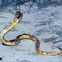 Mongoose Vs Cobra, The Battle Never End