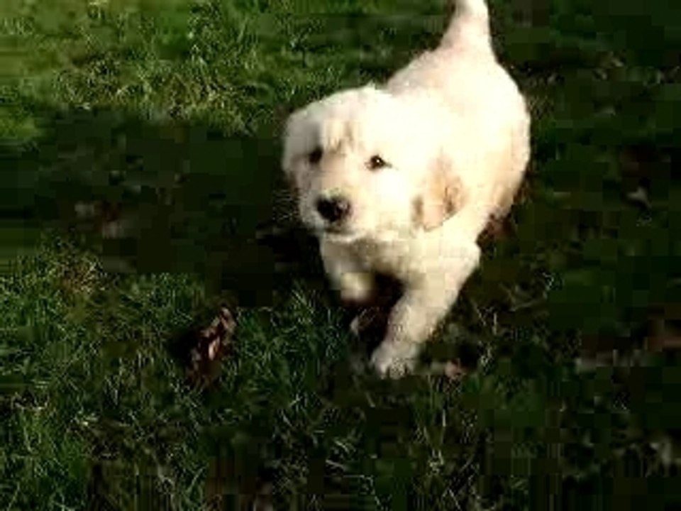 Film chiots 6s.regate nés le 26 11 07 (11)