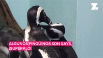 El Zoo de Londres también celebra el Orgullo Gay