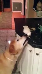 Beautiful Video - Life is to help others - Parrot Feeding Dog