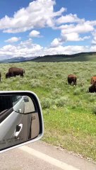 Kitty Stares Down Bison