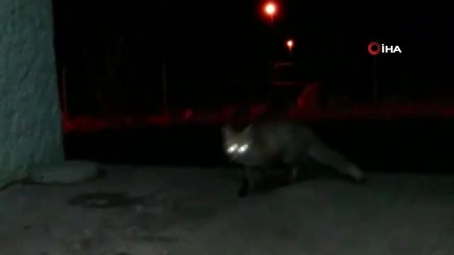 - Bahçesine gelen tilkiyi eliyle besledi