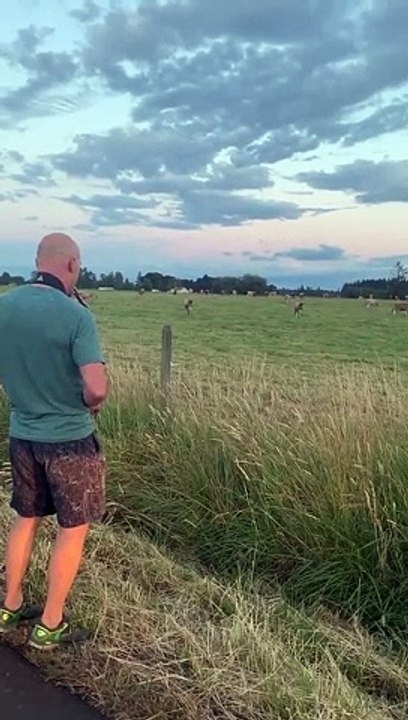 Il fait le buzz en jouant du saxo pour des vaches visiblement emballées !