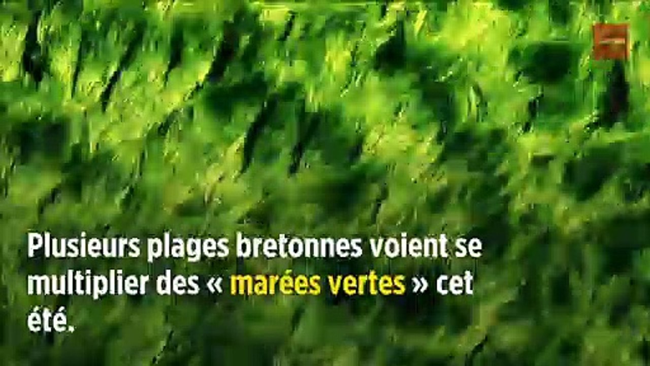 Ces algues vertes qui empoisonnent la Bretagne depuis... 1971