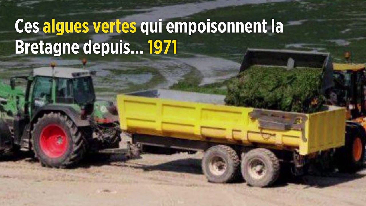 Ces algues vertes qui empoisonnent la Bretagne depuis... 1971