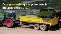 Ces algues vertes qui empoisonnent la Bretagne depuis... 1971