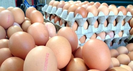 Türk yumurtası Afrika yolcusu