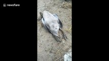 Melodramatic goose 'fakes its own death' to escape farmer in Vietnam
